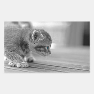 Crouching Kitten Rectangular Sticker