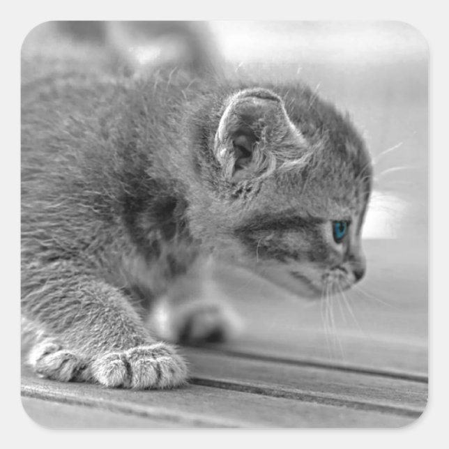 Crouching Kitten Square Sticker (Front)