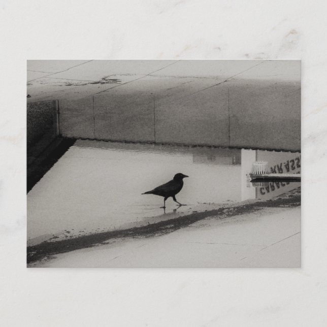 Crow and Water Puddle with Rooftop Reflections 3 Postcard (Front)