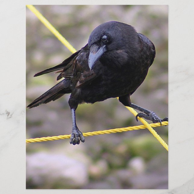 Crow at Crossroads (Front)