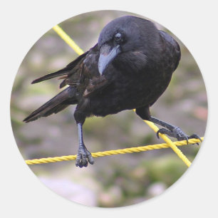 Crow at Crossroads Classic Round Sticker