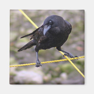 Crow at Crossroads Magnet