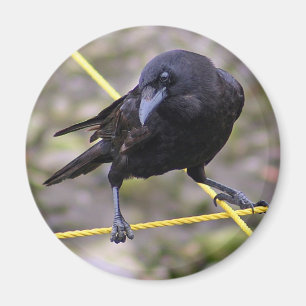 Crow at Crossroads Magnet