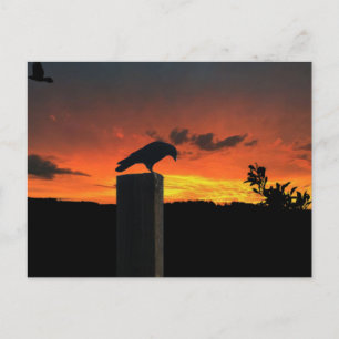 Crow at Sunset Postcard