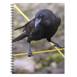 Crow at the Crossroads Notebook