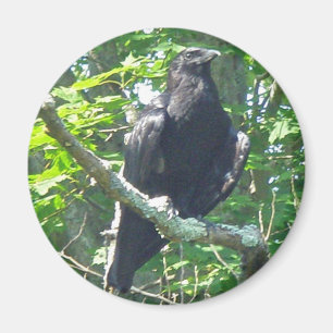 Crow Coordinating Items Magnet