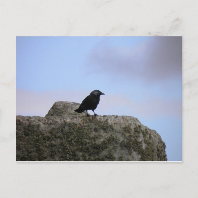 Crow guardian of Stone Henge Postcard (Front)