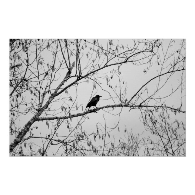 Crow in a Birch Tree Poster (Front)