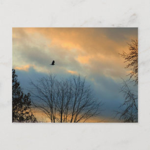 Crow on a pastel sky postcard
