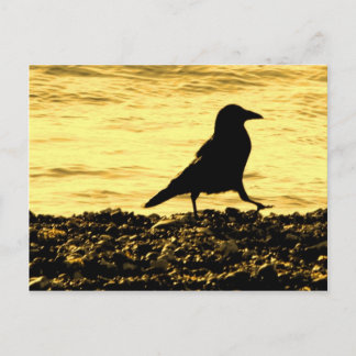 Crow on the Beach Postcard
