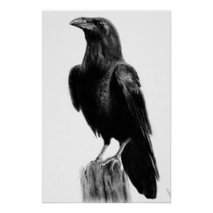 Crow picture poster