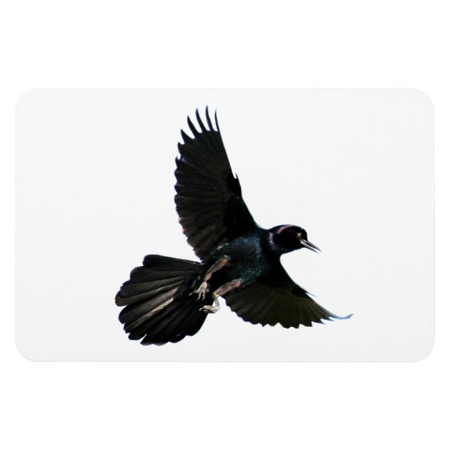 Crow Raven Premium Flexi Magnet (Horizontal)