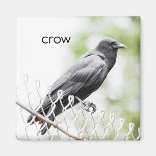 Crow Refrigerator Magnet