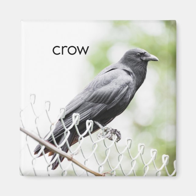 Crow Refrigerator Magnet (Front)