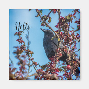 Crow Says Hello  Magnet