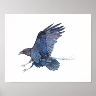 Crow Watercolor Painting Poster