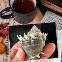 Crown Conch Seashell Photography Postcard
