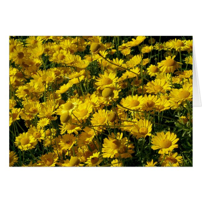 Crown Daisies / Chrysanthemum Coronarium (Front Horizontal)