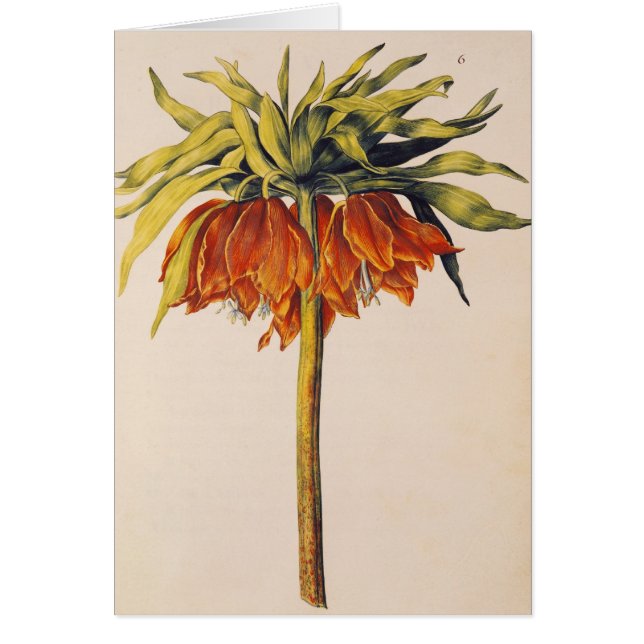 Crown Fritillary, from 'La Guirlande de Julie' (Front)