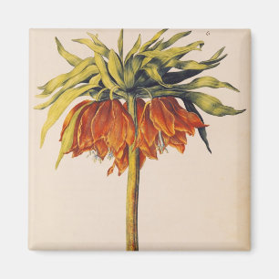 Crown Fritillary, from 'La Guirlande de Julie' Magnet