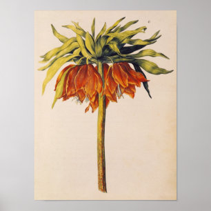 Crown Fritillary, from 'La Guirlande de Julie' Poster