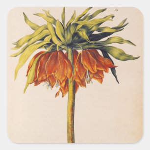 Crown Fritillary, from 'La Guirlande de Julie' Square Sticker