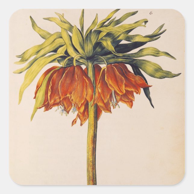 Crown Fritillary, from 'La Guirlande de Julie' Square Sticker (Front)