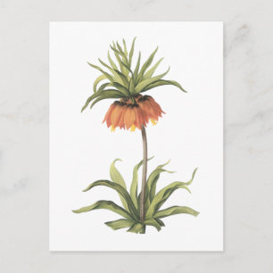 crown imperial(Fritillaria imperialis) by Redouté Postcard