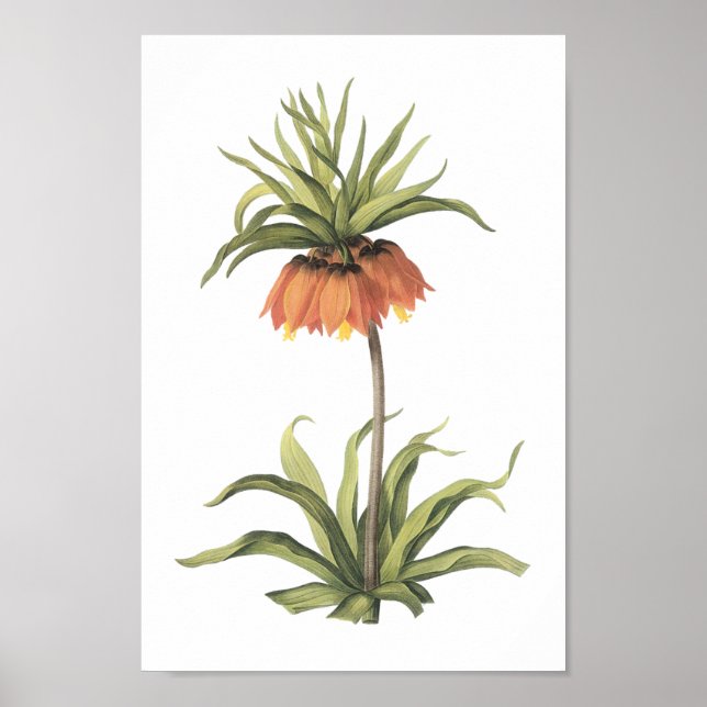 crown imperial(Fritillaria imperialis) by Redouté Poster (Front)