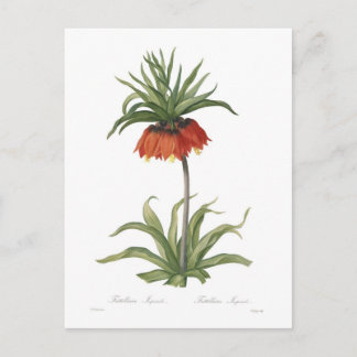 Crown Imperial Postcard