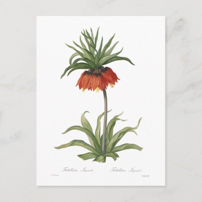 Crown Imperial Postcard (Front)