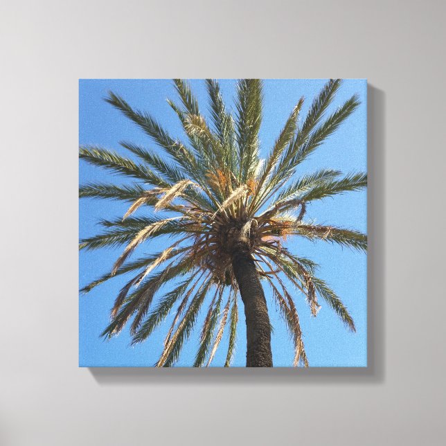 crown of a palm tree canvas print (Front)