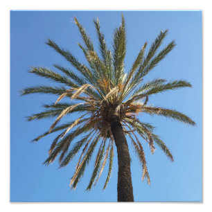 crown of a palm tree photo print
