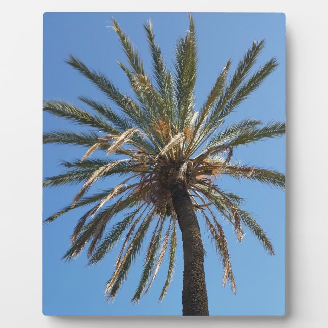 crown of a palm tree plaque (Front)