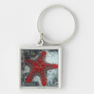 Crown Of Thorns Starfish On The Coral Reef Key Ring