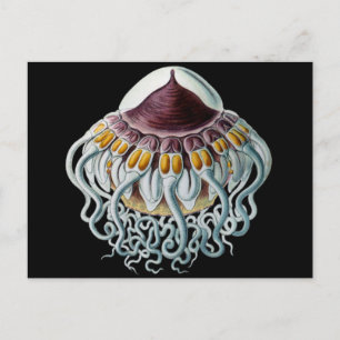 Crown or Helmet Jellyfish Postcard