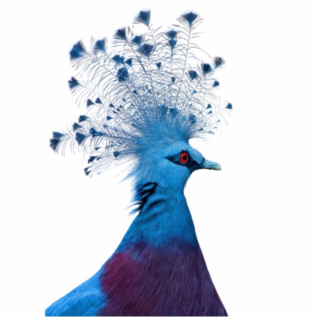 Crown Pigeon Standing Photo Sculpture (Front)