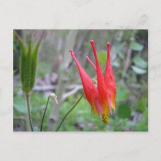 Crown Postcard