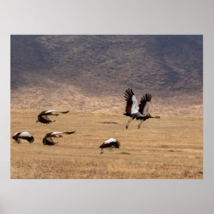 Crowned Cranes in Flight Poster