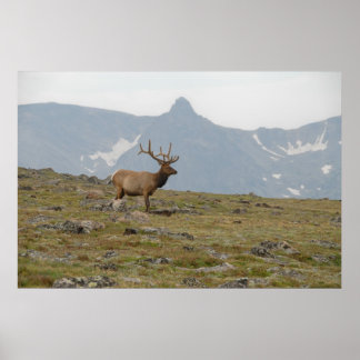 Crowned in Majesty Poster