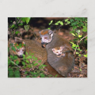 Crowned Lemur pair with infant Postcard