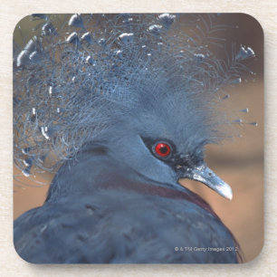 crowned pigeon coaster