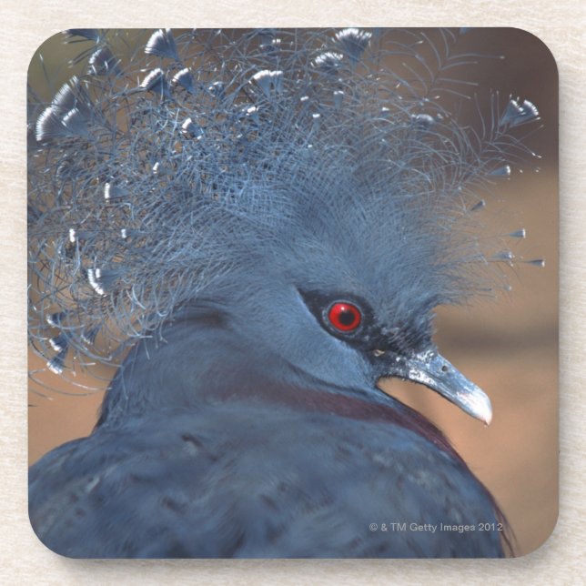 crowned pigeon coaster (Front)