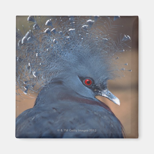 crowned pigeon magnet (Front)