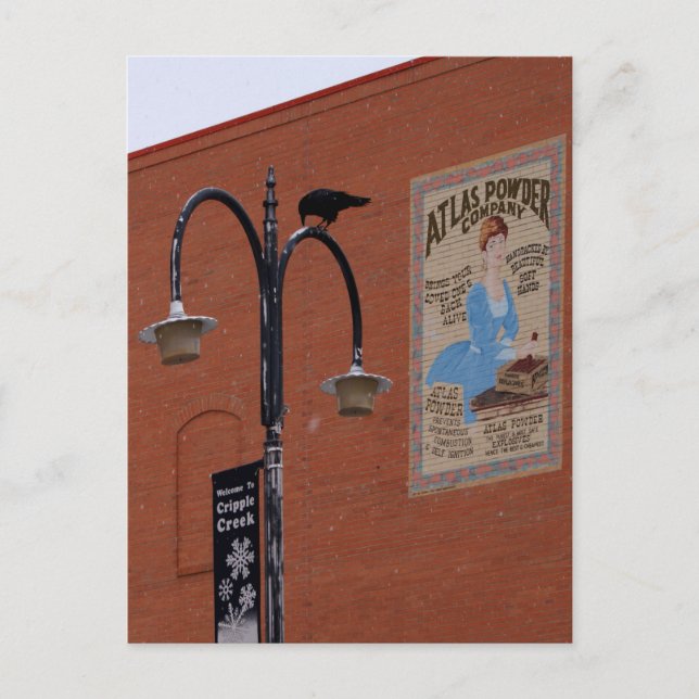 Crows & Dynamite Postcard (Front)