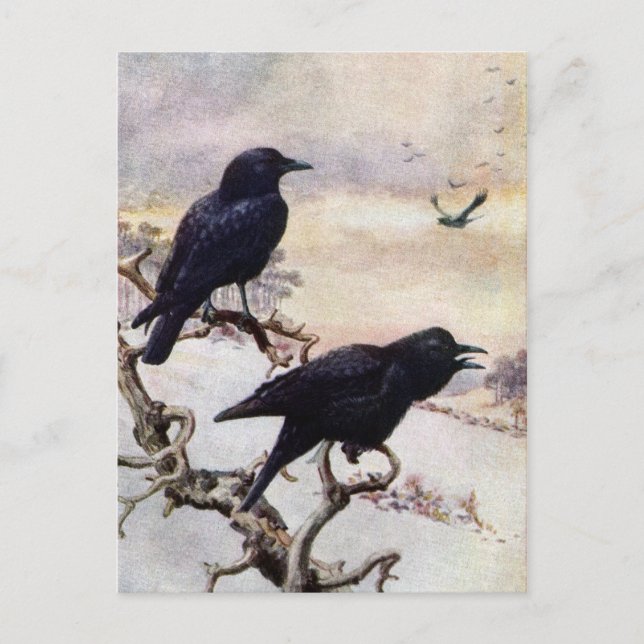 Crows in Winter Vintage Illustration Postcard (Front)