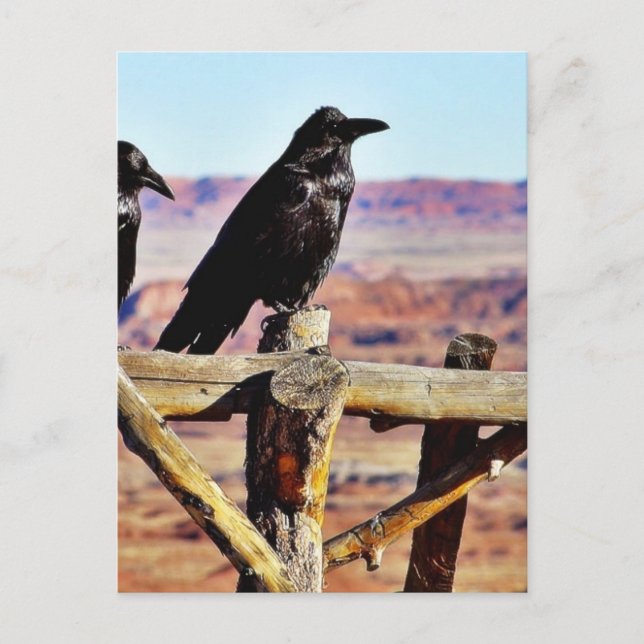 Crows Ravens Birds Black Postcard (Front)