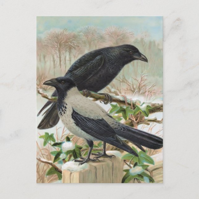 Crows Vintage Bird Illustration Postcard (Front)
