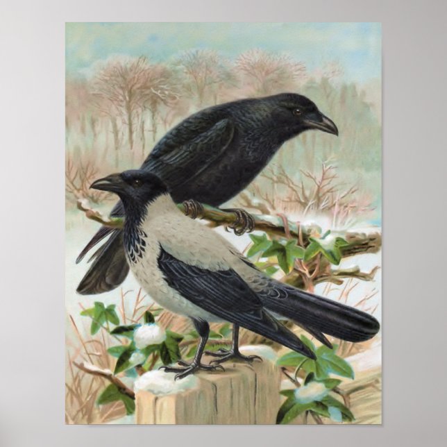 Crows Vintage Bird Illustration Poster (Front)