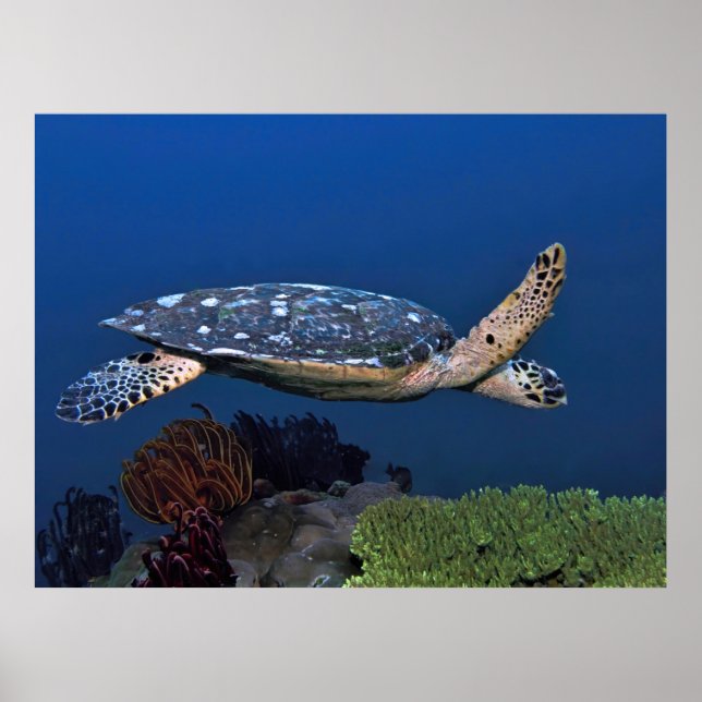 Cruising Hawksbill Poster (Front)